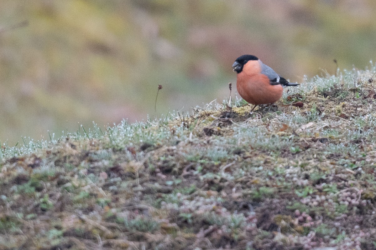 Eurasian Bullfinch - ML633104997
