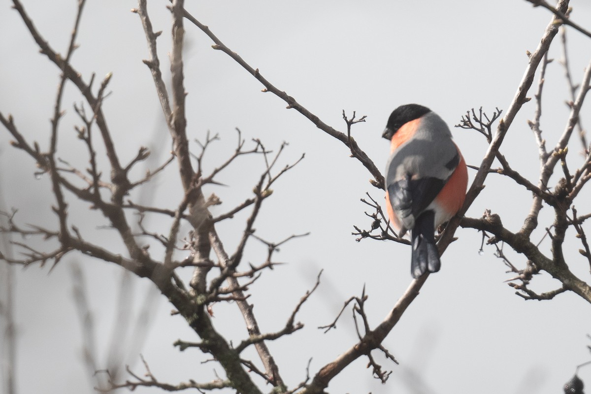 Eurasian Bullfinch - ML633104998