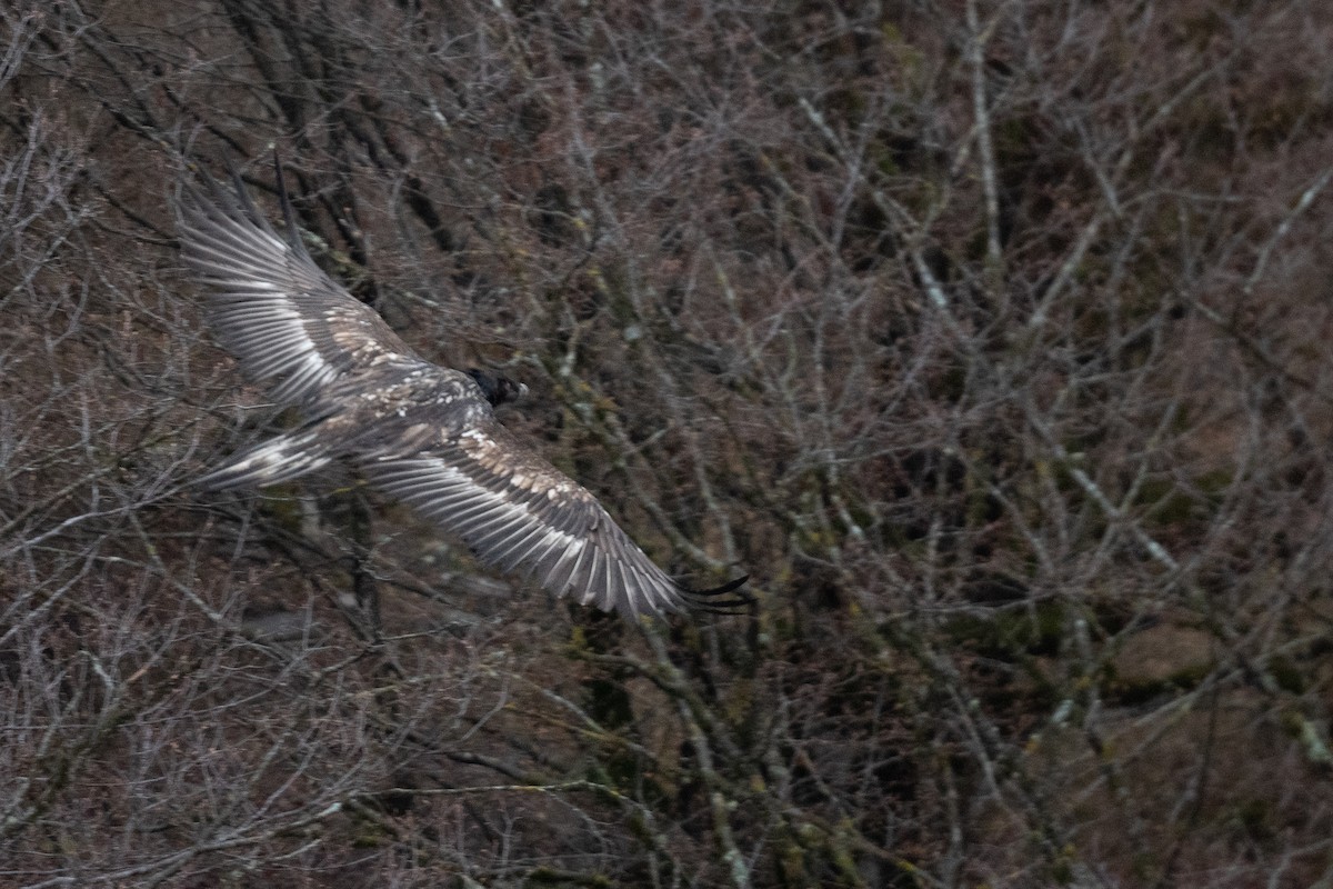 Bearded Vulture - ML633105009