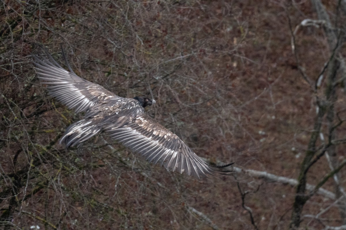 Bearded Vulture - ML633105011