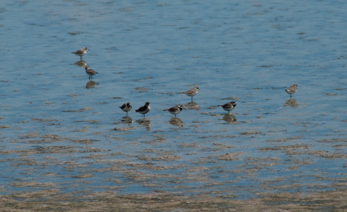 Common Ringed Plover - ML633105029