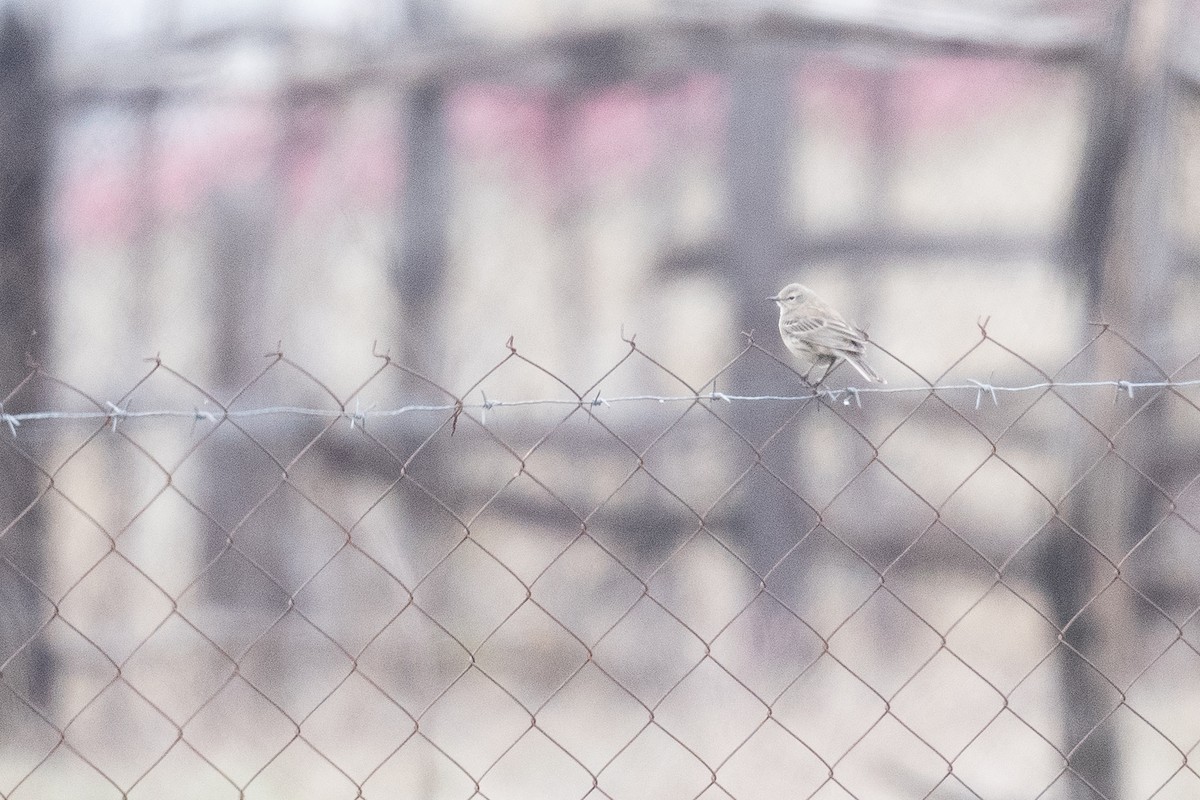 Water Pipit - ML633105032