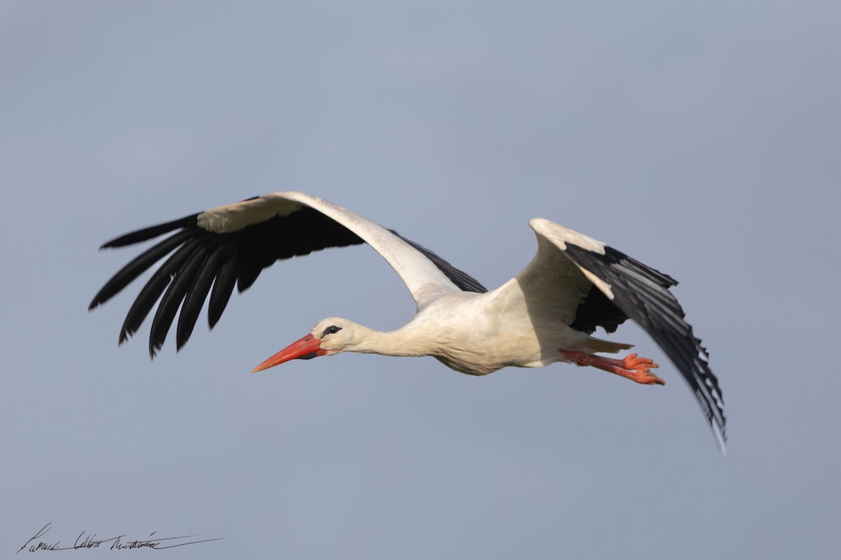 stork - ML633105037