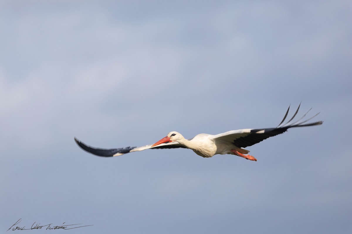 stork - ML633105038