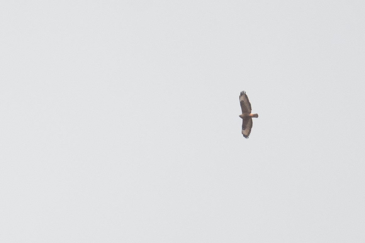 Common Buzzard - ML633105110