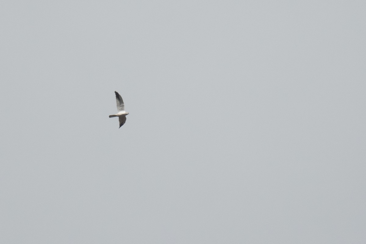 Pallid Harrier - ML633105124