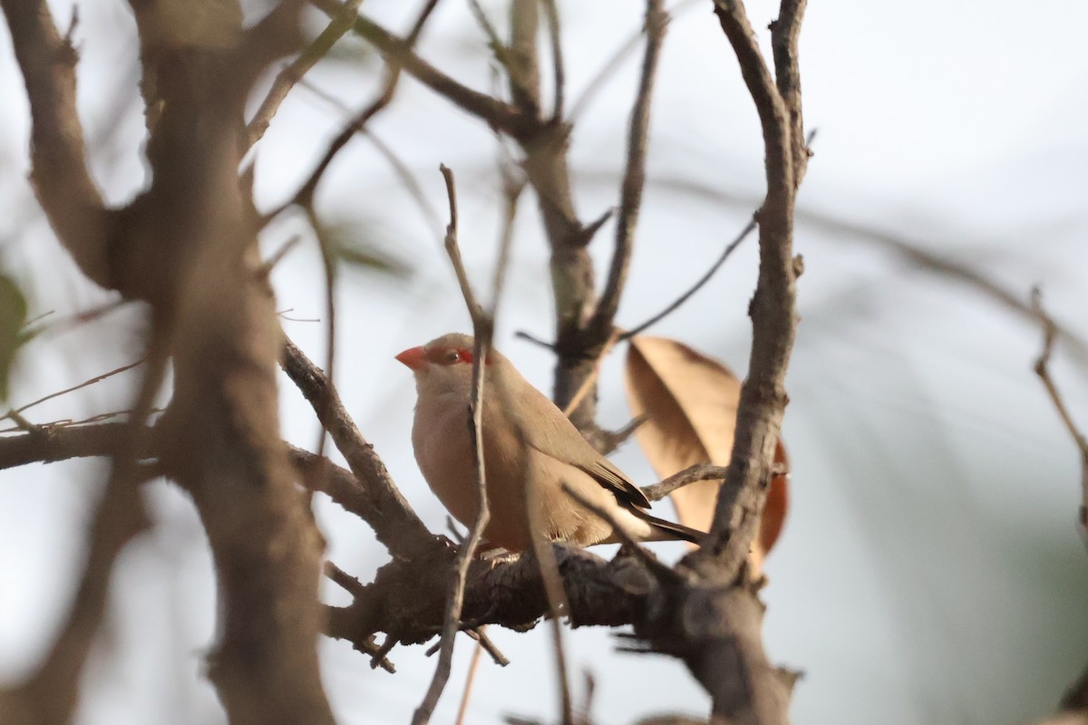 Black-rumped Waxbill - ML633105164