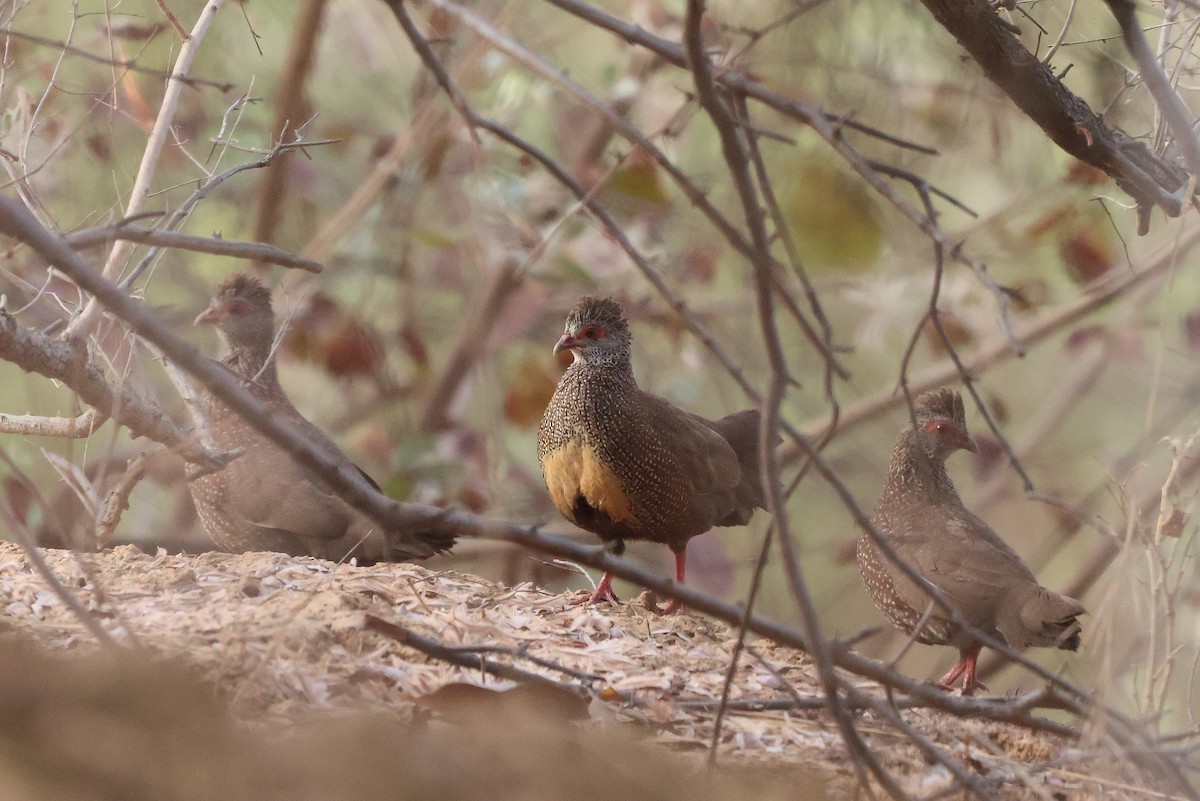 Stone Partridge - ML633105165