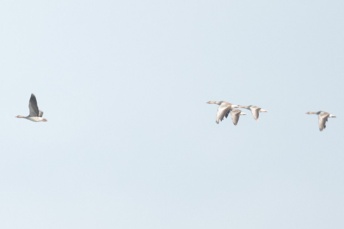 Graylag Goose (Siberian) - ML633105172