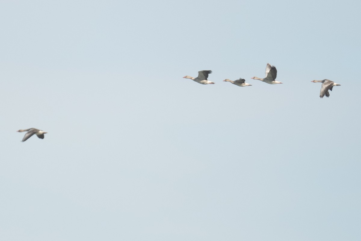 Graylag Goose (Siberian) - ML633105173