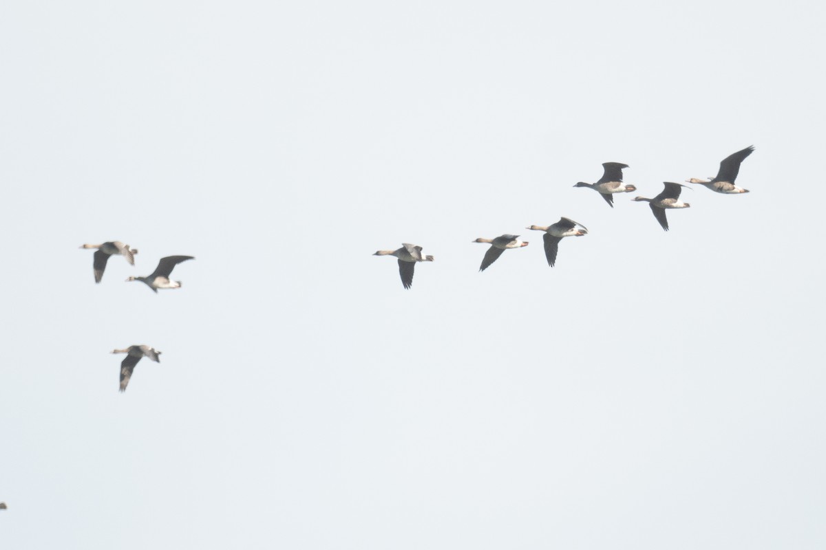 Greater White-fronted Goose (Eurasian) - ML633105177
