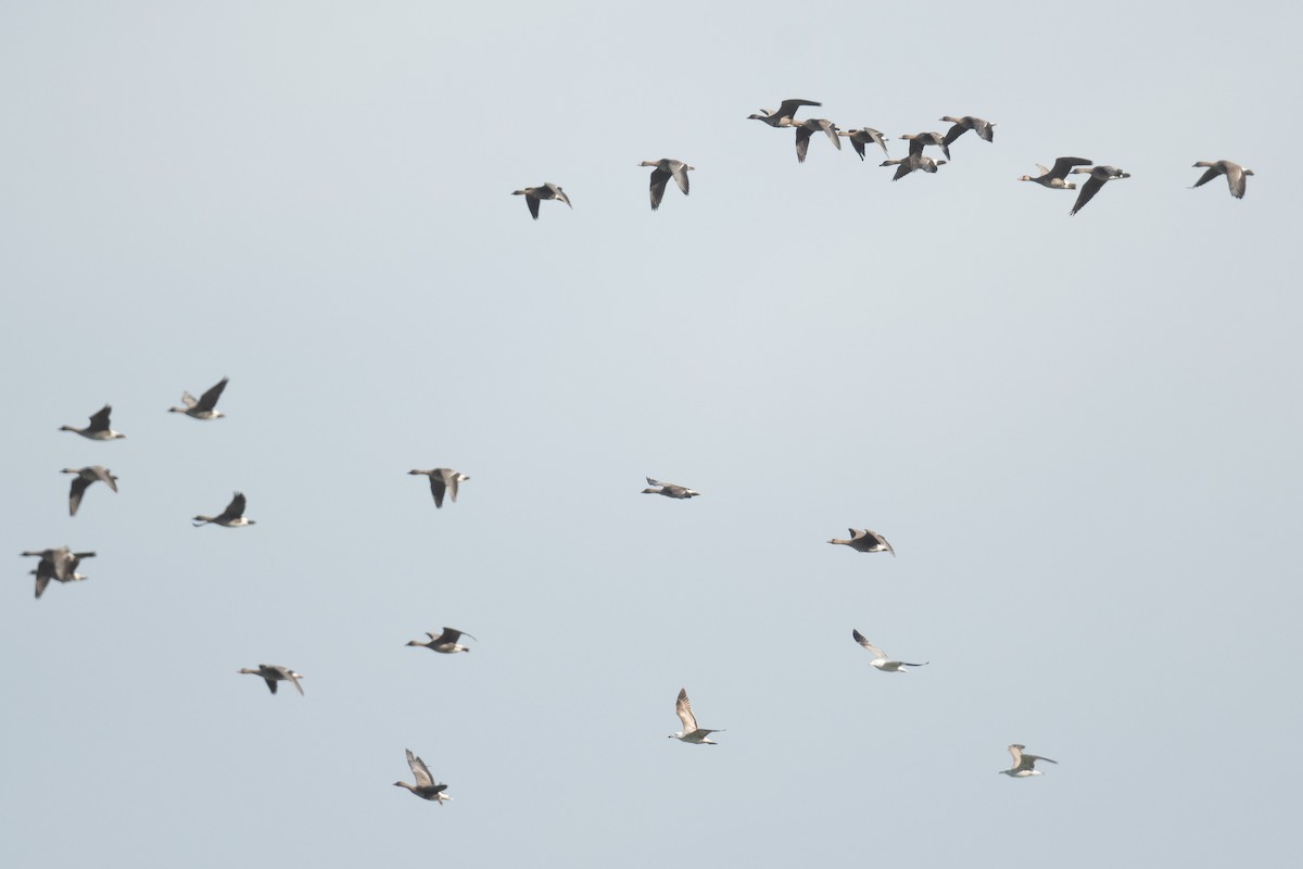 Greater White-fronted Goose (Eurasian) - ML633105178