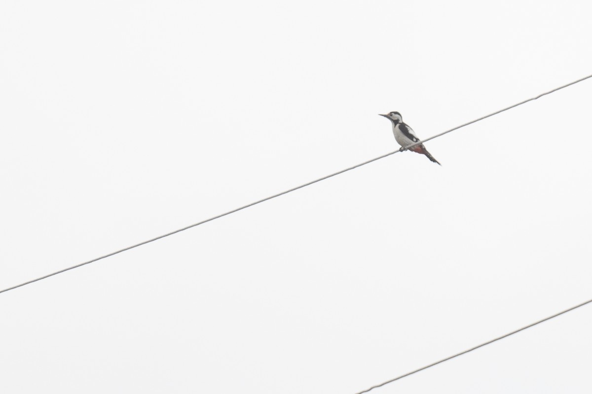 Syrian Woodpecker - ML633105217