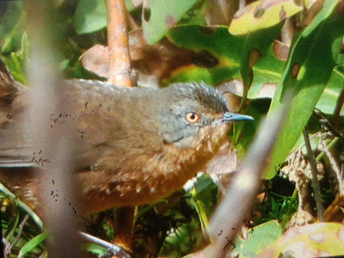 Victorin's Warbler - ML633105220