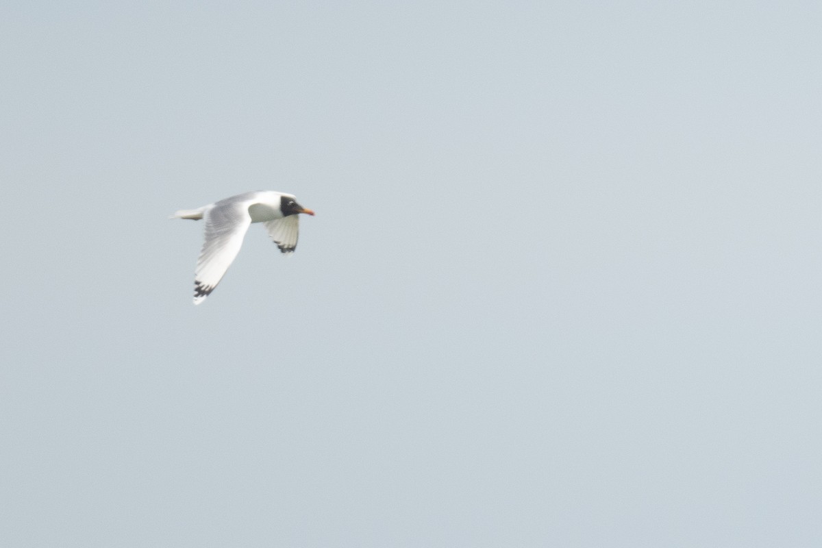 Pallas's Gull - ML633105259