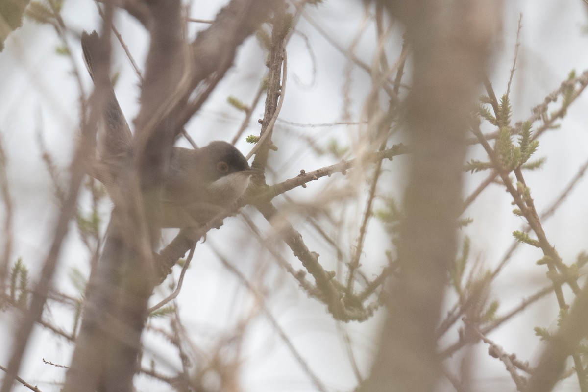 Menetries's Warbler - ML633105274