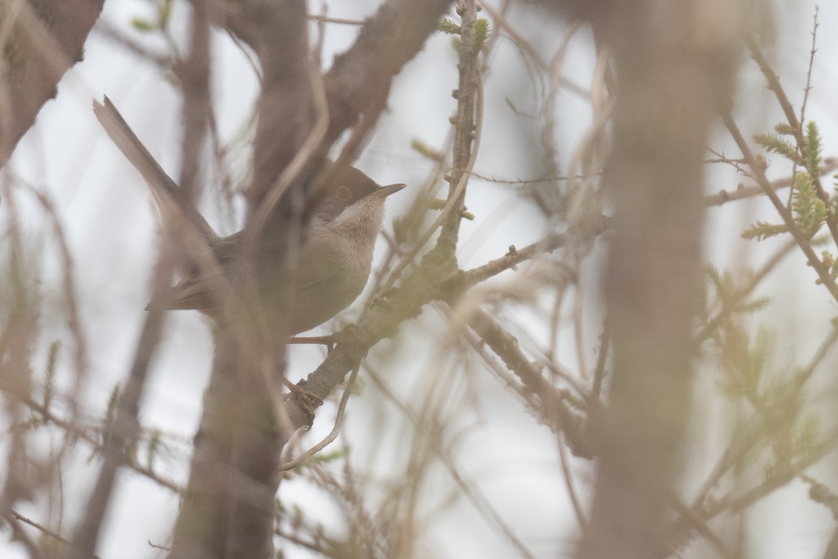 Menetries's Warbler - ML633105275