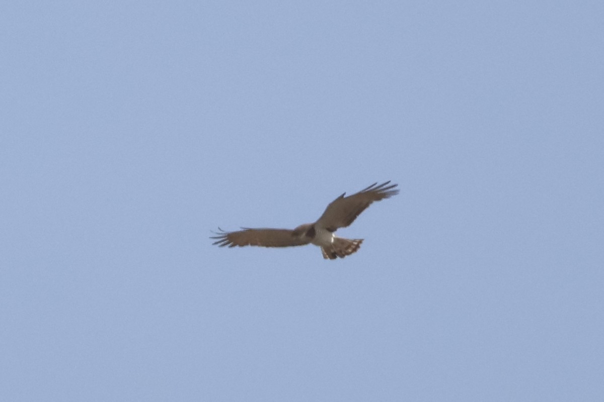 Beaudouin's Snake-Eagle - ML633105281