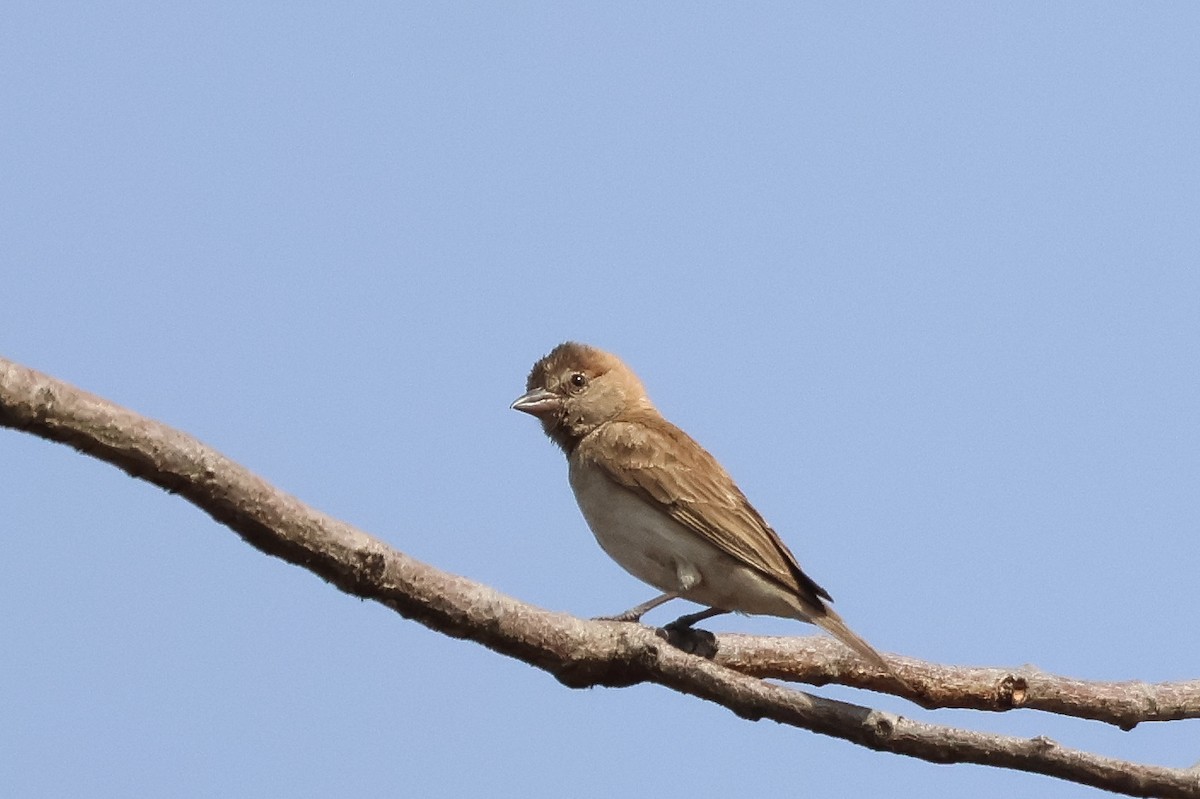 Sahel Bush Sparrow - ML633105288