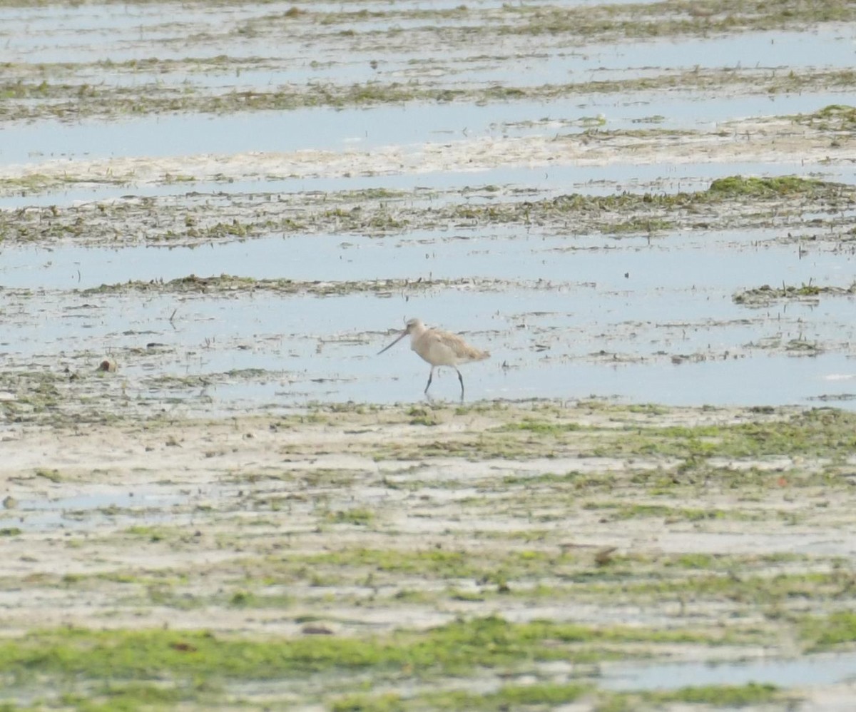 Bar-tailed Godwit - ML633105565