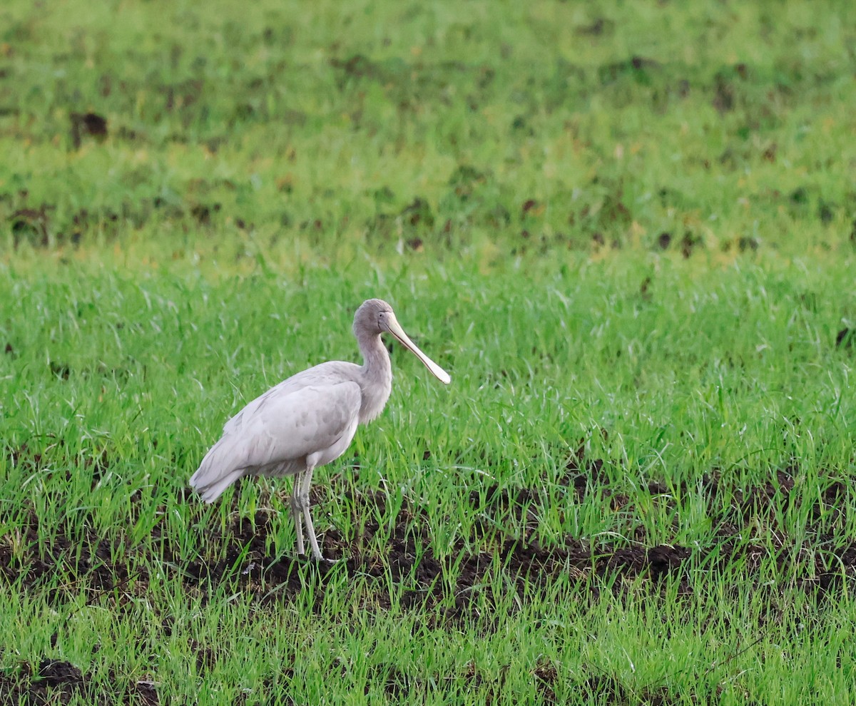 Yellow-billed Spoonbill - ML633105667