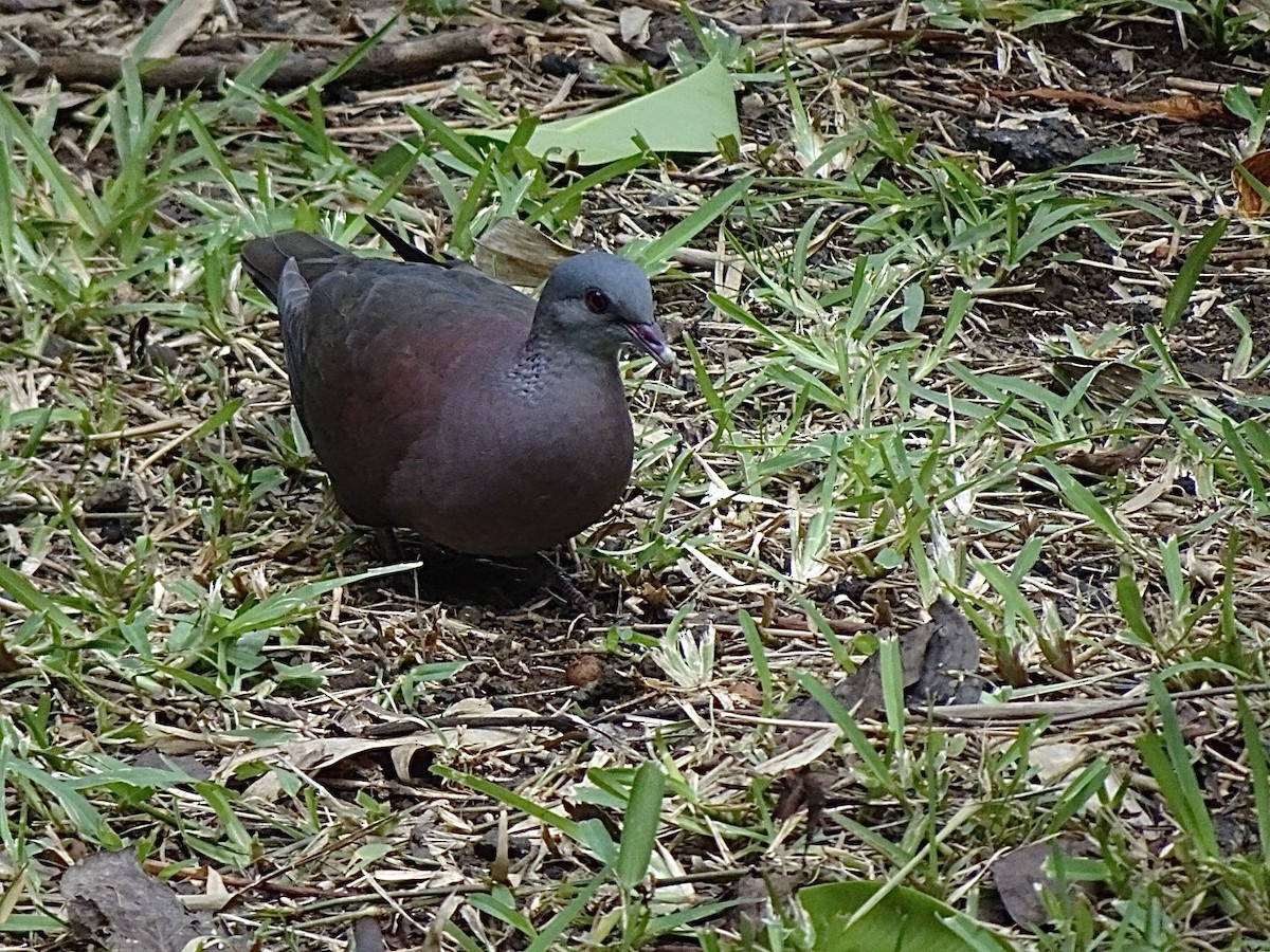 Malagasy Turtle-Dove - Julia Ray