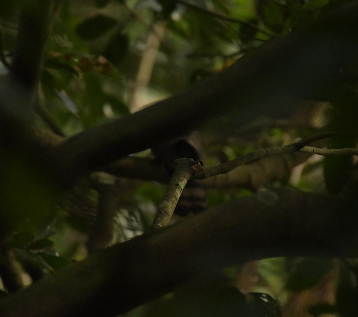 Hodgson's Hawk-Cuckoo - ML633105687