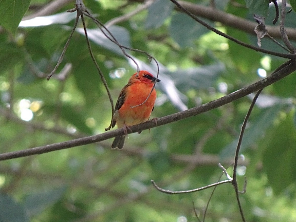 Red Fody - ML633105719