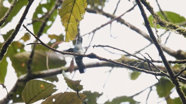 Blue-chested Hummingbird - ML633105812