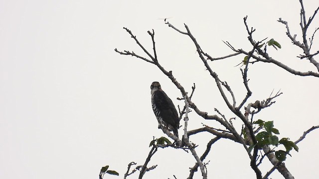 Gray-bellied Hawk - ML633105818