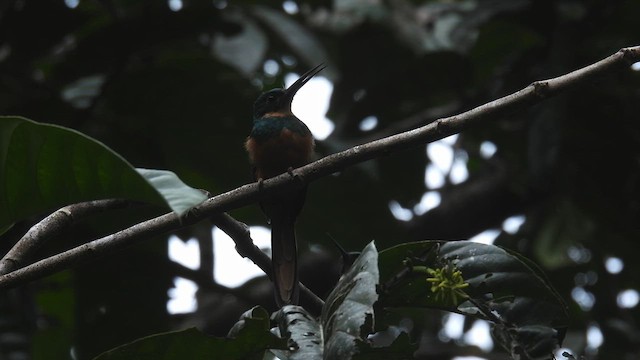 Rufous-tailed Jacamar - ML633105826