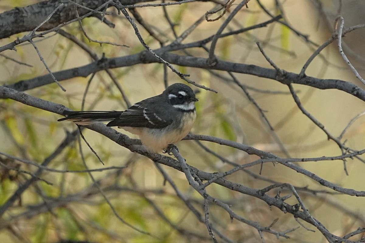 Gray Fantail - ML633105906