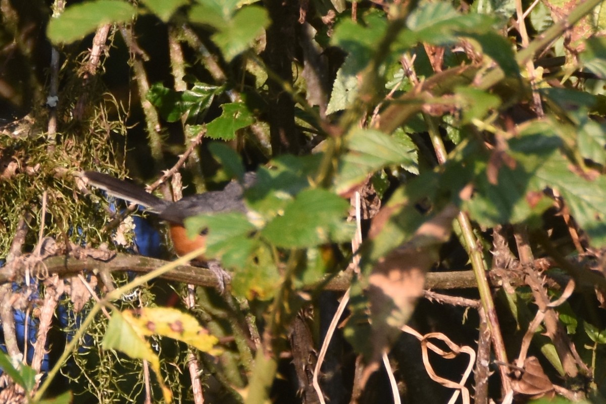 Black-collared Apalis - ML633105969