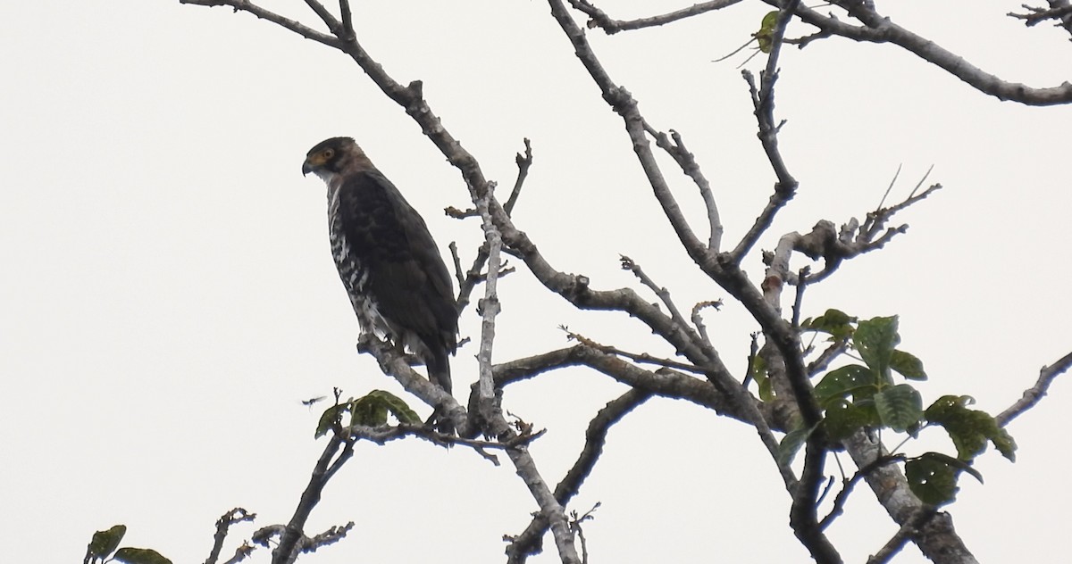 Gray-bellied Hawk - ML633105987