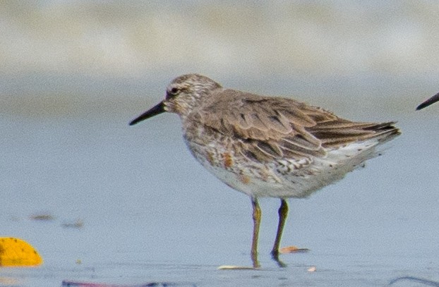 Red Knot - ML633106012