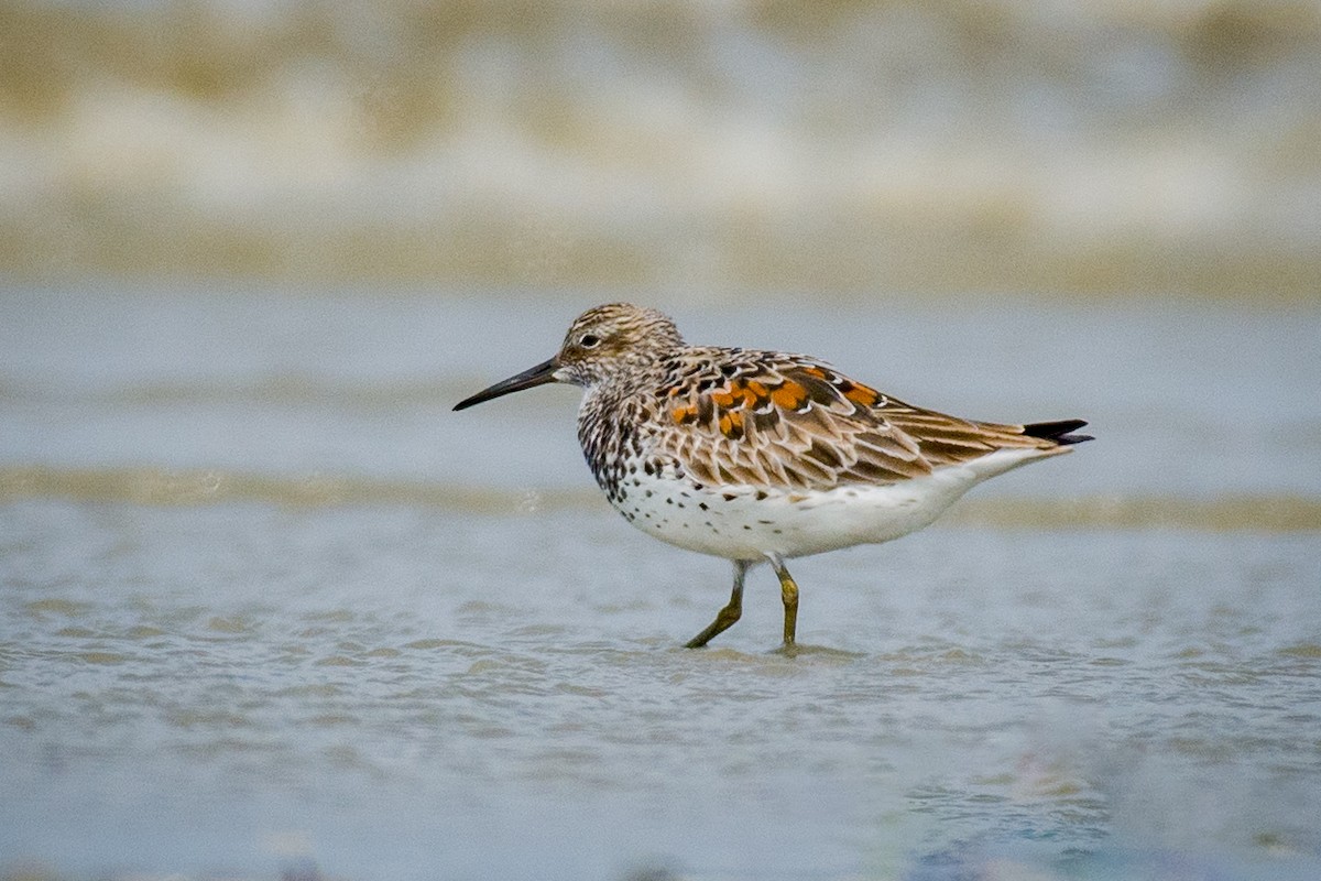 Great Knot - ML633106015