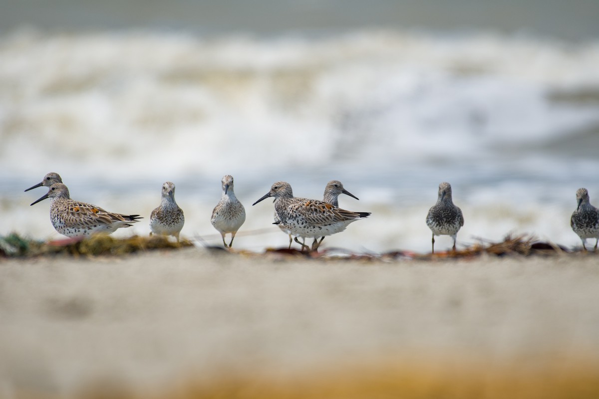 Great Knot - ML633106016