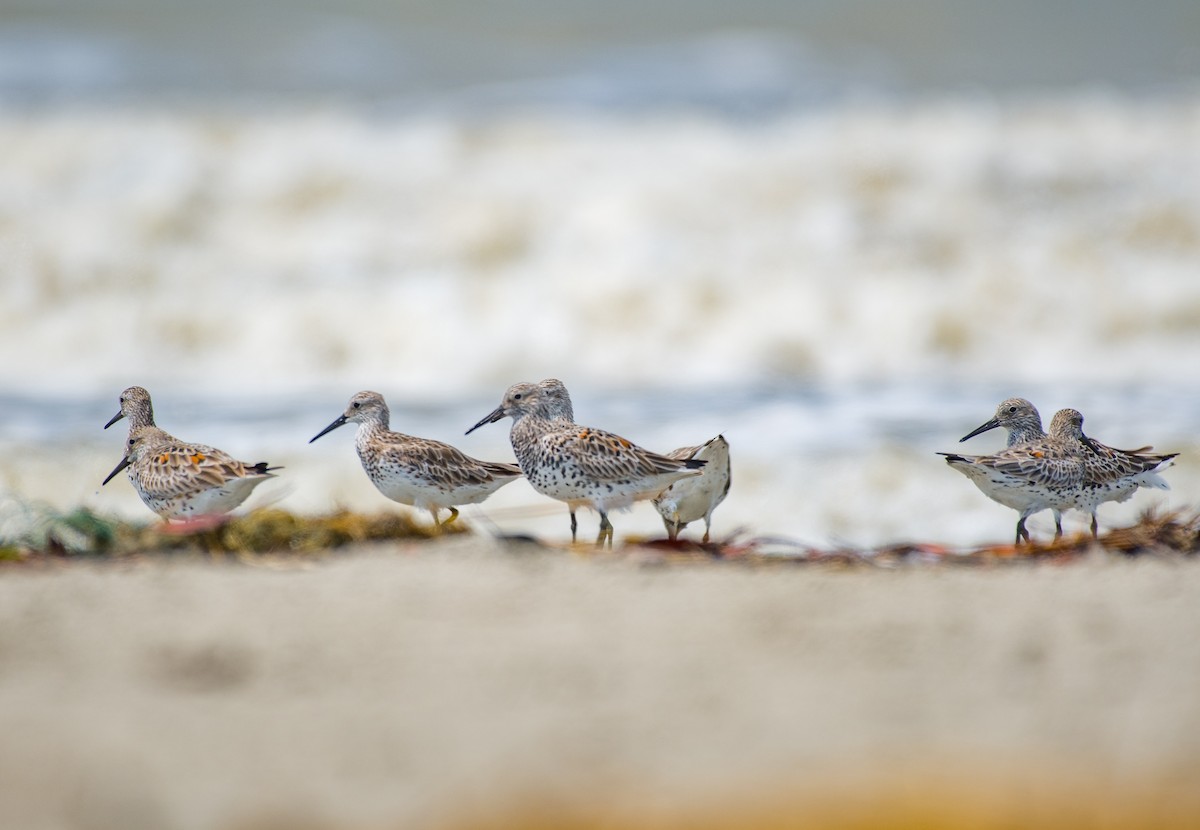 Great Knot - ML633106017