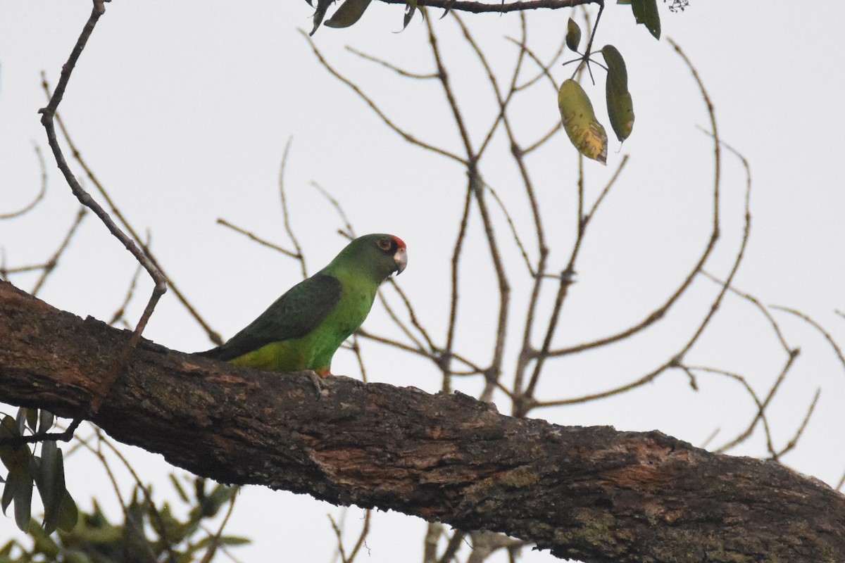 Red-fronted Parrot - ML633106020