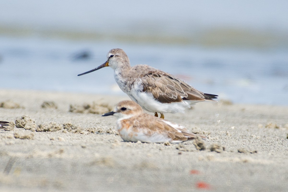 Terek Sandpiper - ML633106033
