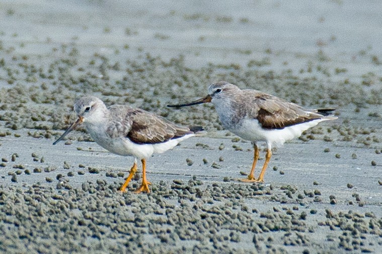 Terek Sandpiper - ML633106034