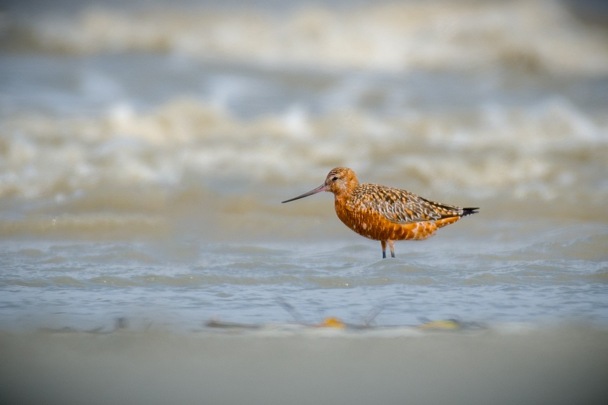Bar-tailed Godwit - ML633106084
