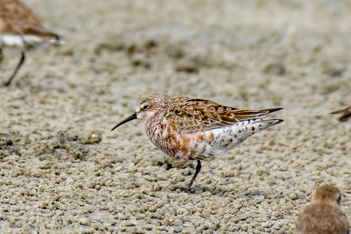 Curlew Sandpiper - ML633106107