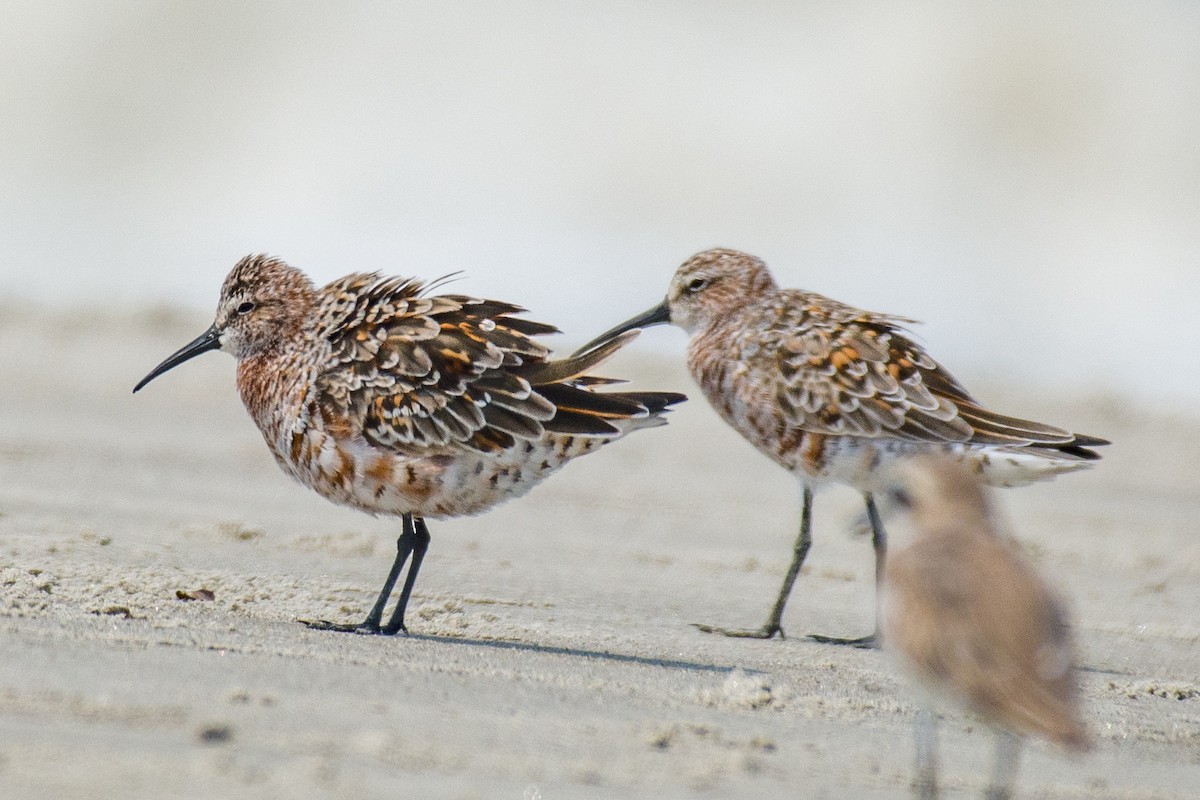 Curlew Sandpiper - ML633106108