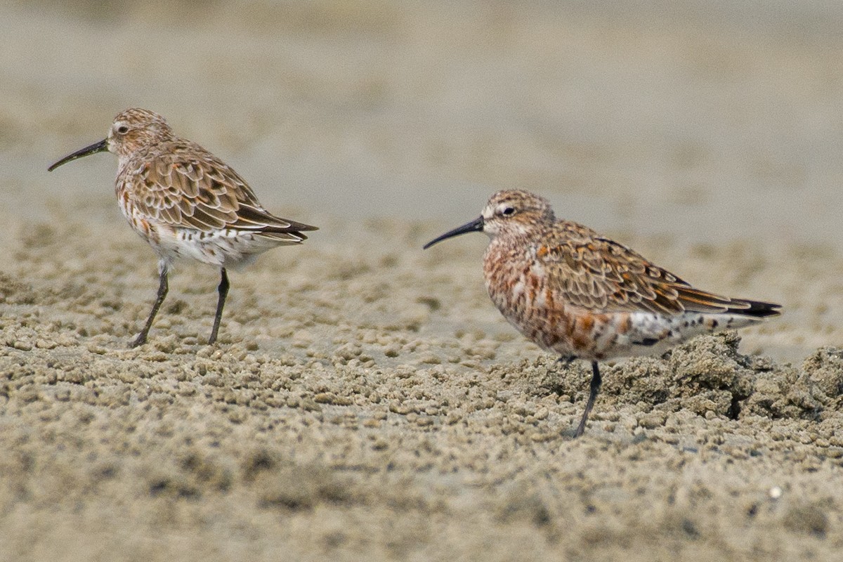 Curlew Sandpiper - ML633106109