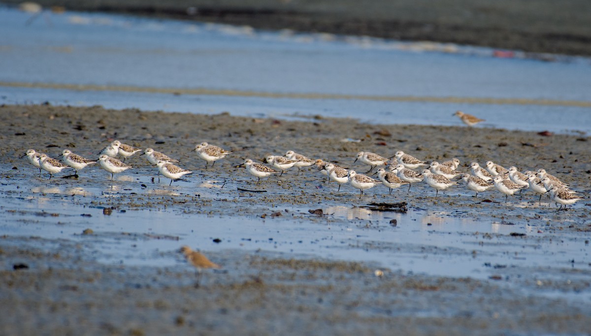 Sanderling - ML633106155