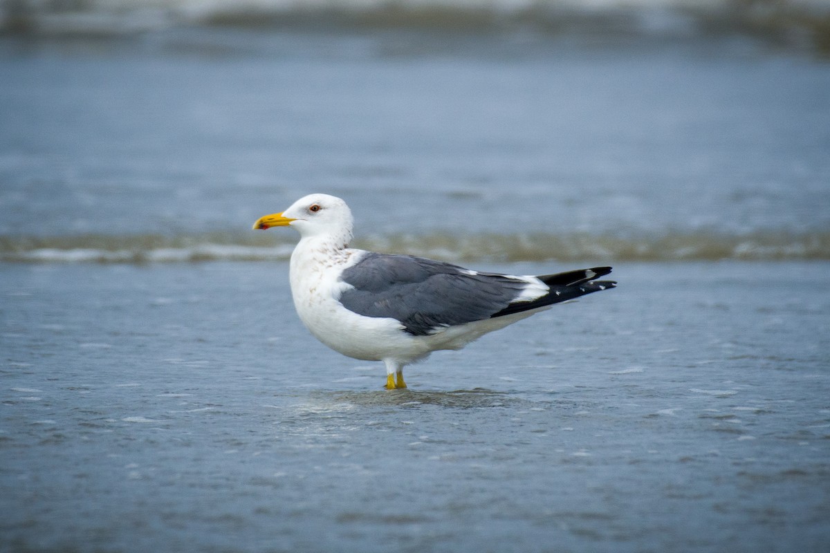 Lesser Black-backed Gull - ML633106214