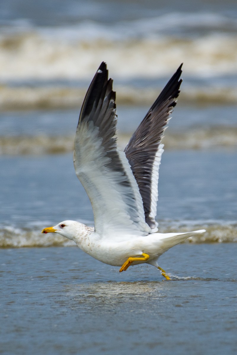 Lesser Black-backed Gull - ML633106215