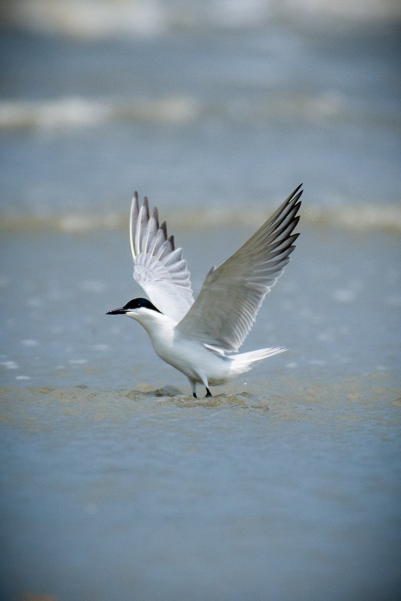 Gull-billed Tern - ML633106220