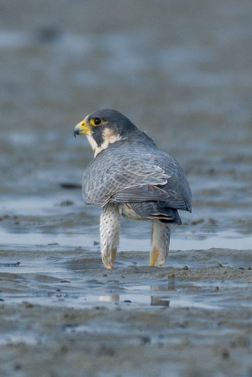 Peregrine Falcon - ML633106257